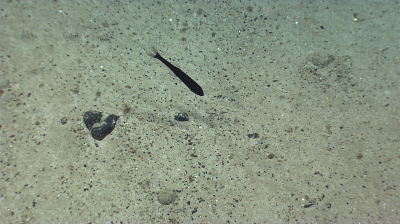 A myctophid fish swimming in close proximity to the bottom