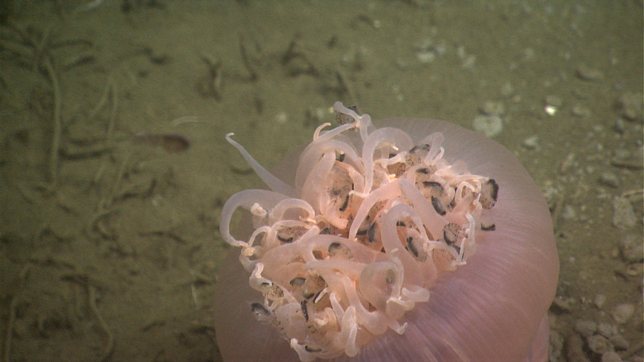 Amphipods, drawn by the lights of Deep Discoverer, are captured by thisopportunistic anemone