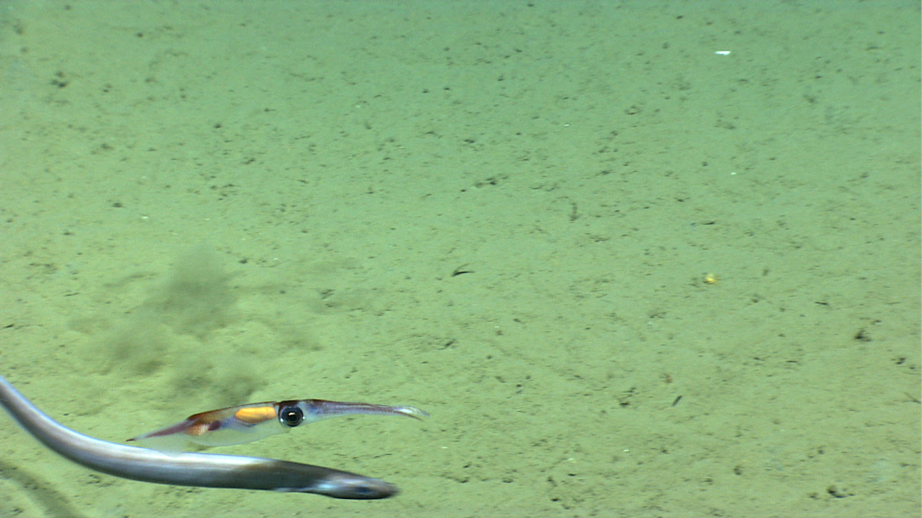 A large squid and a cutthroat eel swimming side by side