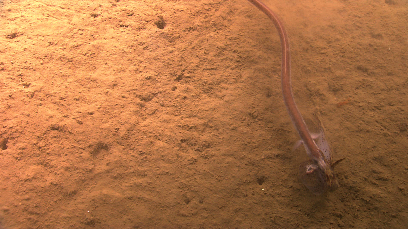 Cutthroat eel attacking a squid