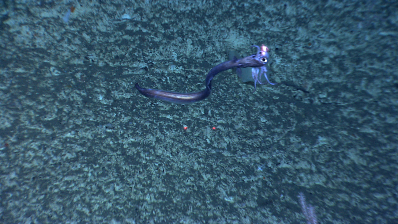 Squid captured by cutthroat eel