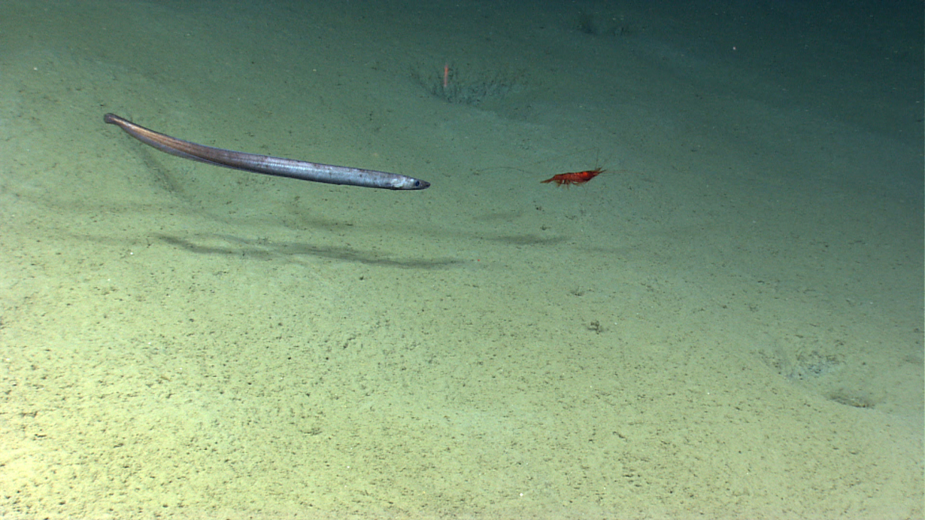 Will this cutthroat eel have shrimp for its next meal?