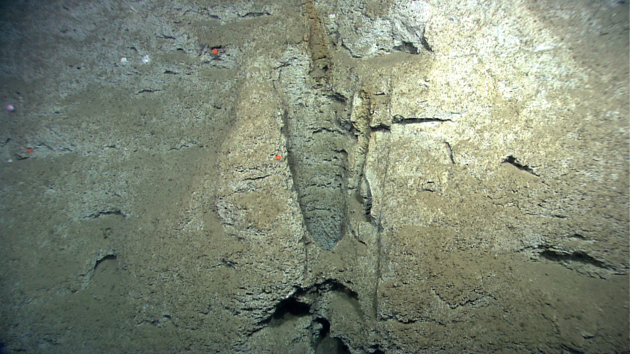 A fossil cast of an animal burrow exposed by erosion on Phoenix Canyon