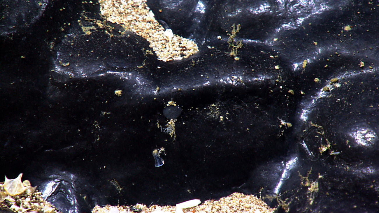 A striking area of rock covered in a glassy manganese coating almost devoid oflife on the Atlantis II Seamount complex
