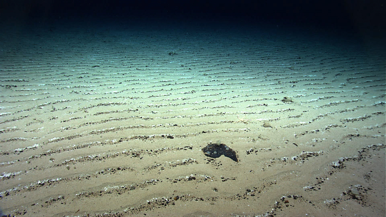 A flat area on Kelvin Seamount with uniform rippled sediment indicating a highcurrent regime