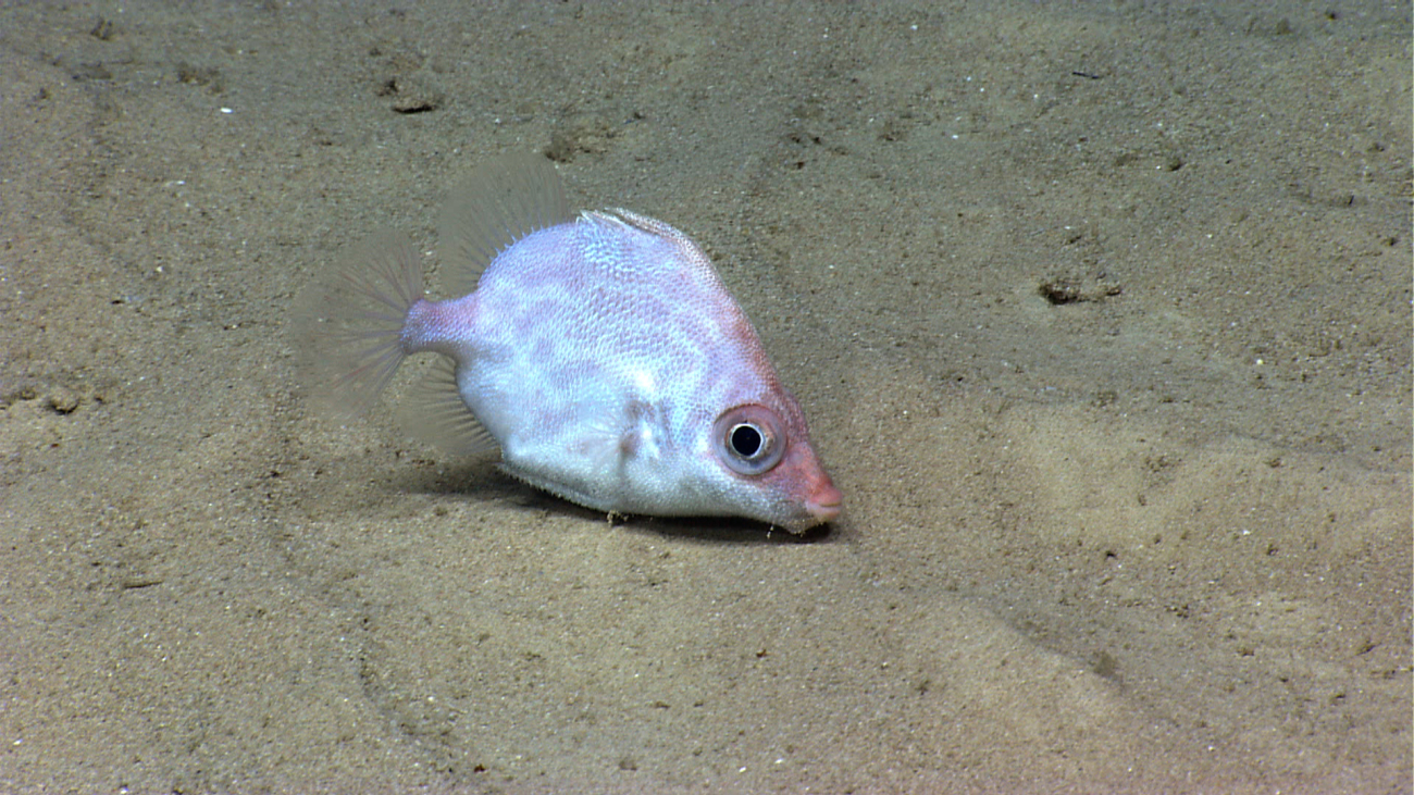 A slender dory (Parazen pacificus) was imaged puffing up sediment, possiblytrying to feed