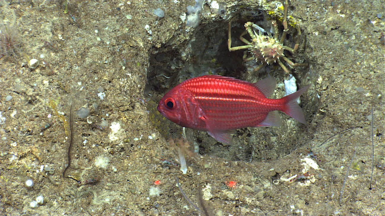 Small red and white striped fish - looks like a squirrelfish that is usuallyfound in shallow water coral reef environments