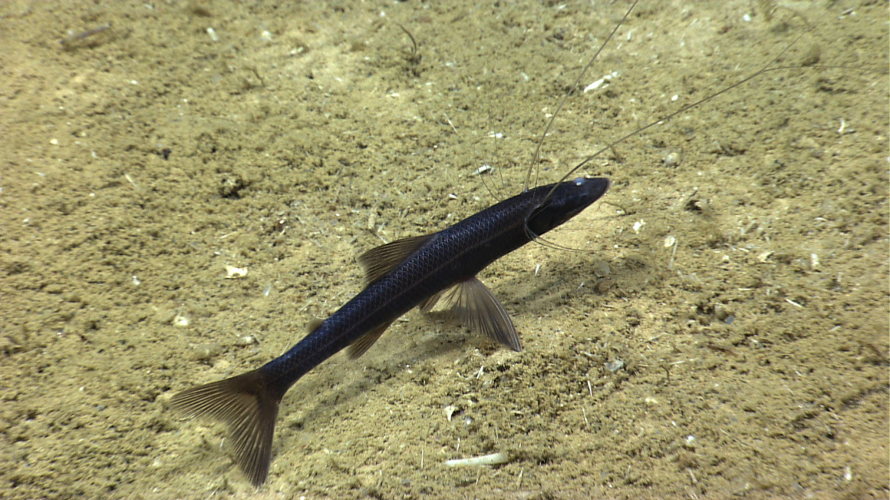 Tripod fish (Bathypterois grallator)
