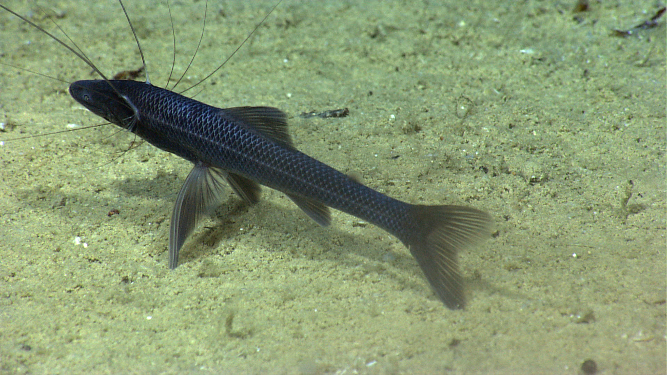 Tripod fish (Bathypterois grallator)