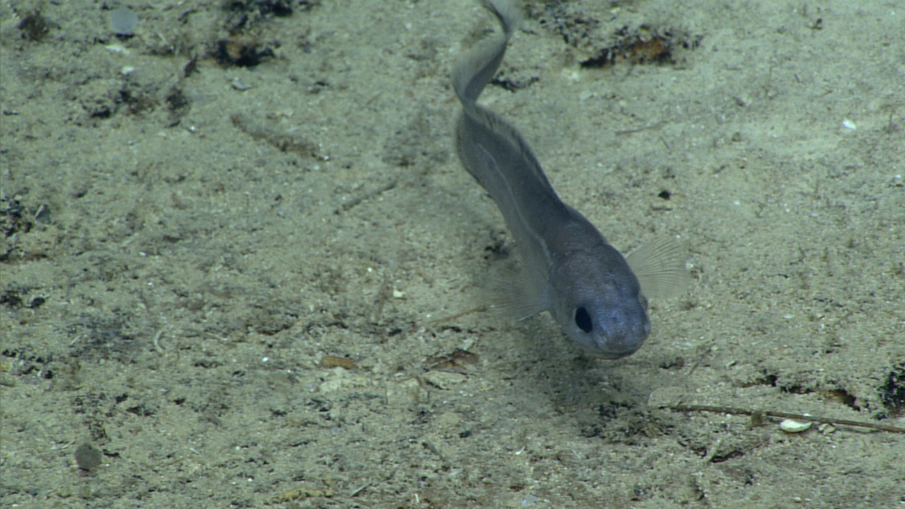 Rattail fish in close proximity to camera on Deep Discoverer