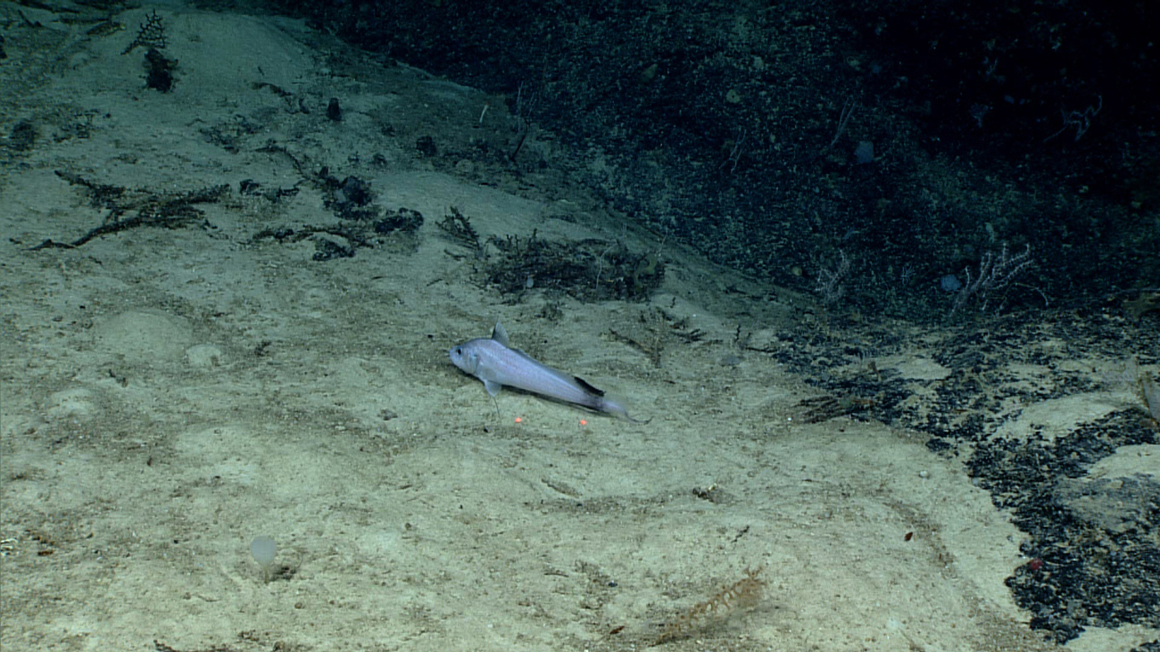 The doublethread grenadier (Gadomus arcuatus) has a very long chin barbel for searching for food and long tactile rays in the pelvic and dorsal fins