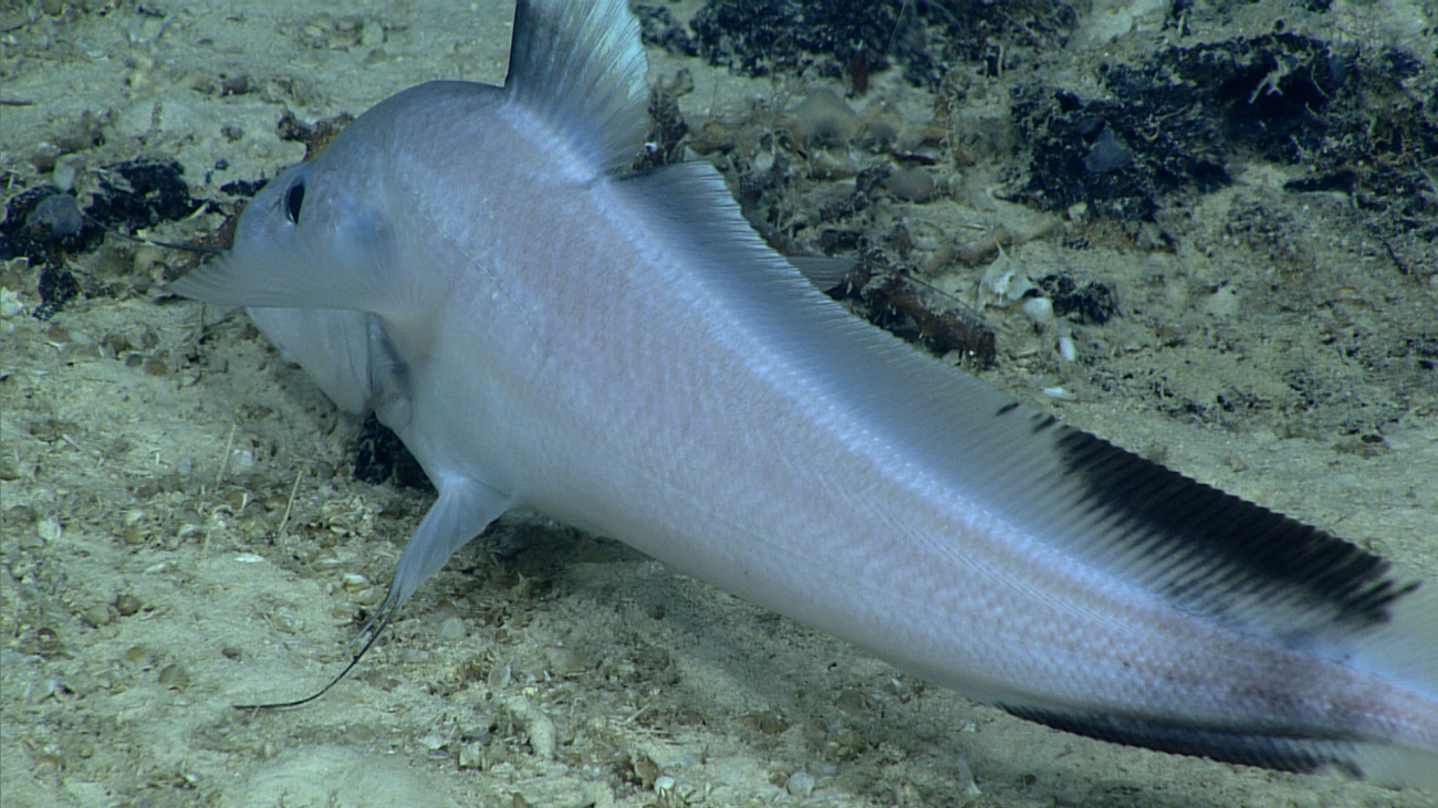 The doublethread grenadier (Gadomus arcuatus) has a very long chin barbel for searching for food and long tactile rays in the pelvic and dorsal fins