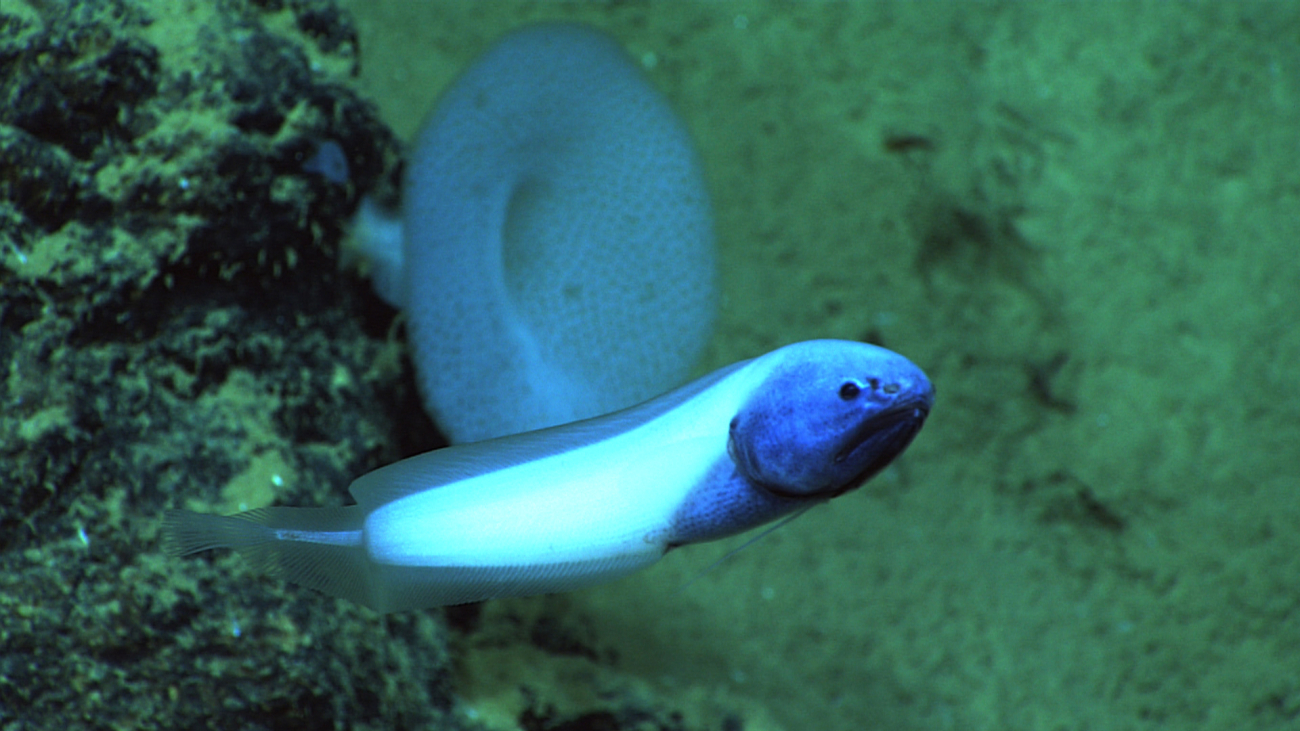 Uniquely colored deep sea fish next to large glass sponge