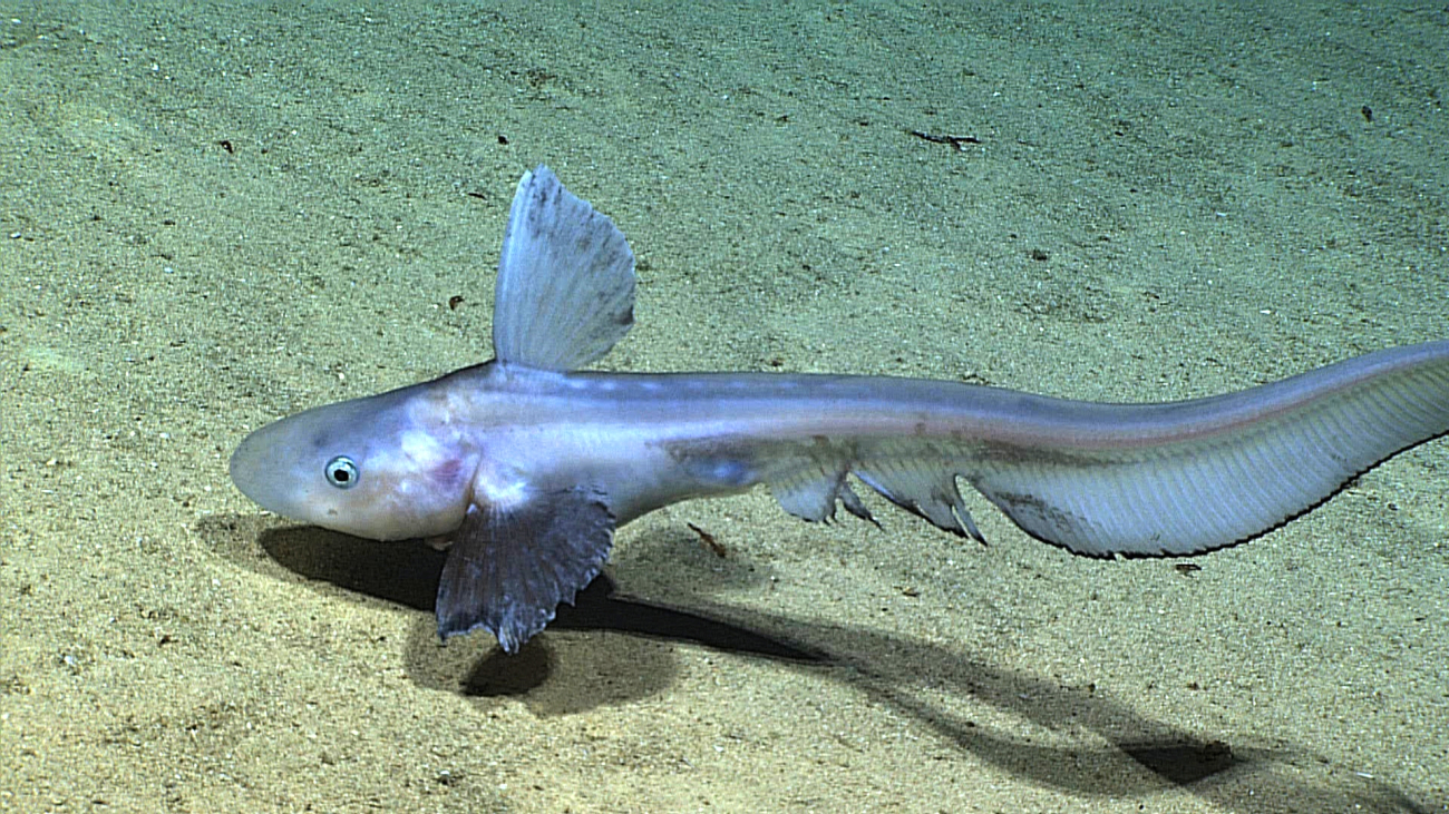 Jellynose (Ijimaia antillarum) fish observed on Whiting Seamount at 545 meters