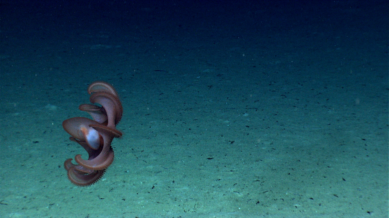 Although three days later, this octopus looks very similar to the octopus imaged in expn3473-3476
