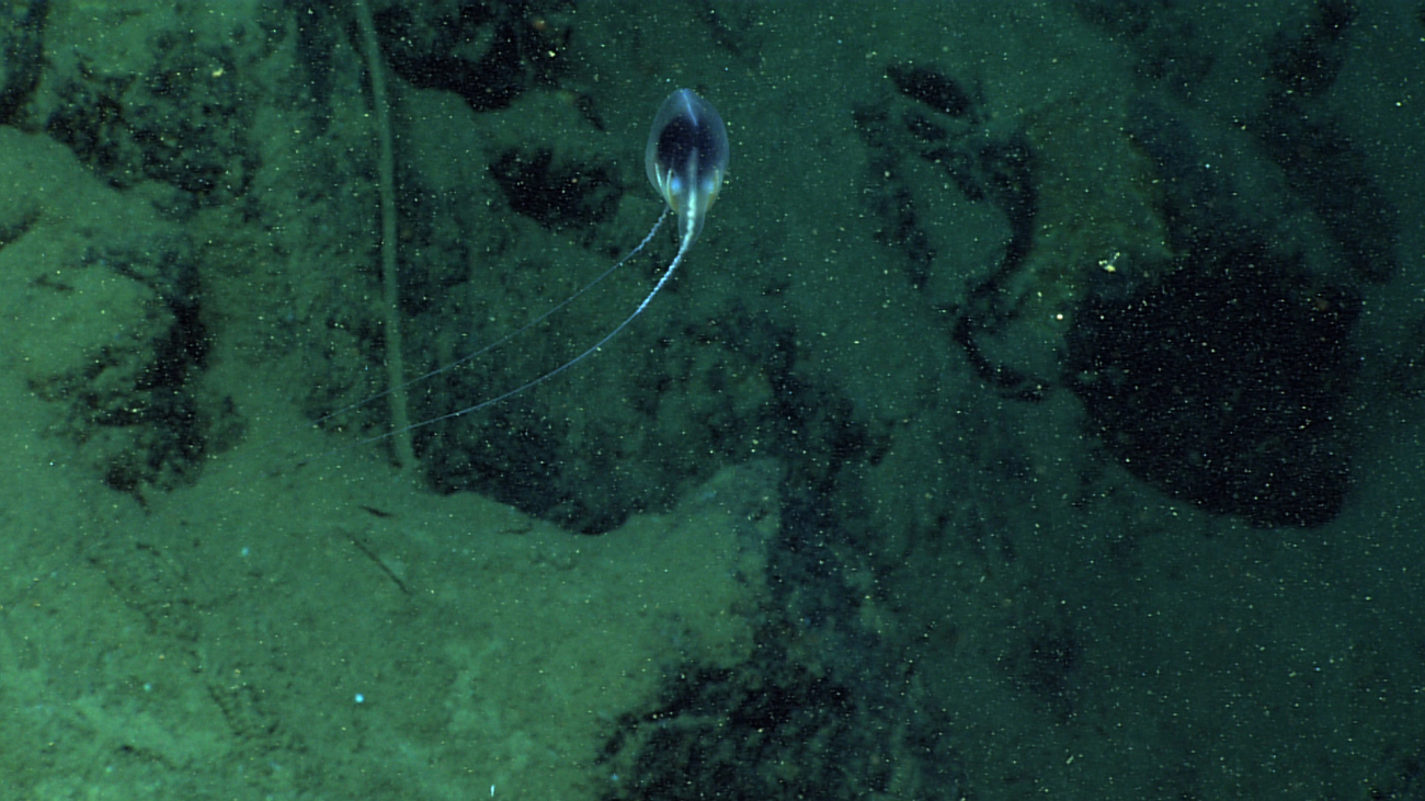 A bathypelagic ctenophore seen at about 4000 meters depth