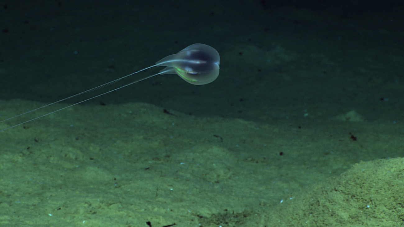 A bathypelagic ctenophore seen at about 4000 meters depth