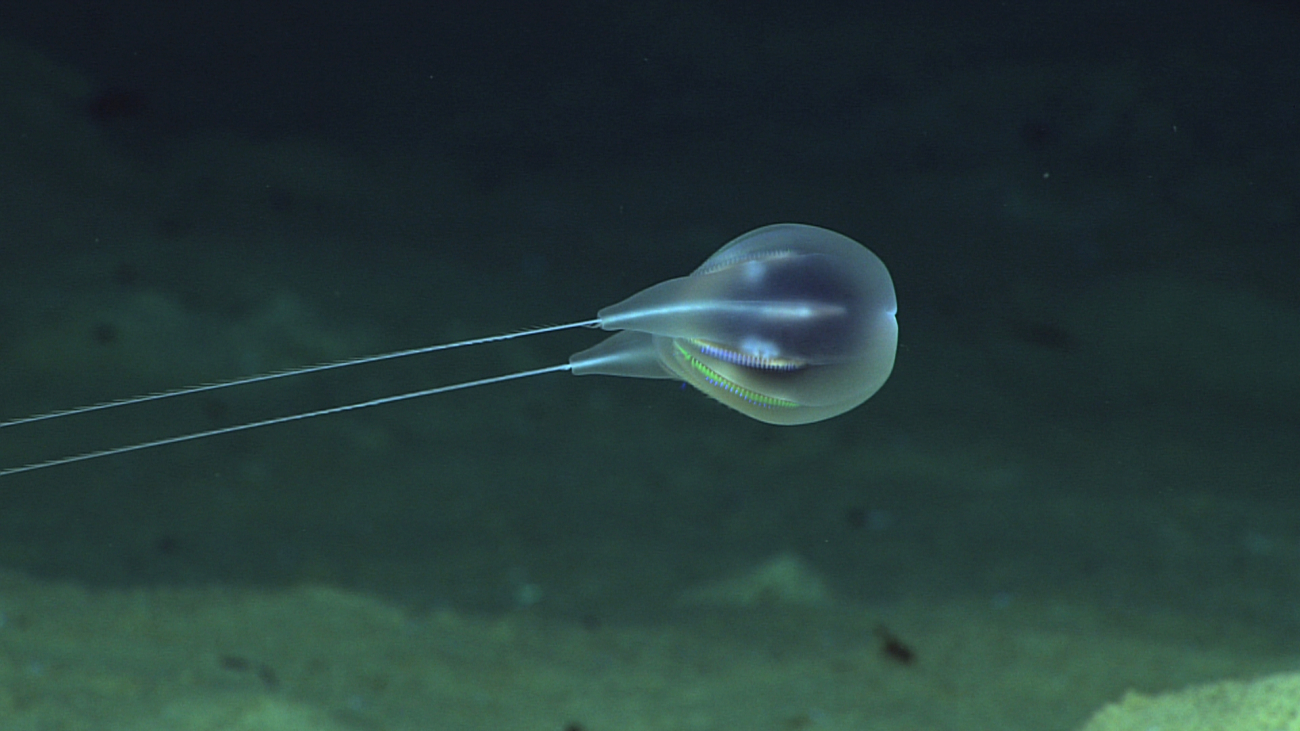 A bathypelagic ctenophore seen at about 4000 meters depth