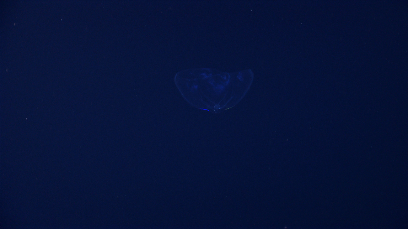 Jellyfish? Ctenophore?