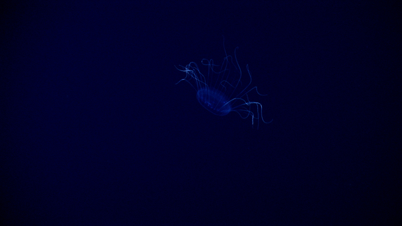 A dinnerplate jellyfish seen in the blackness of the abyss