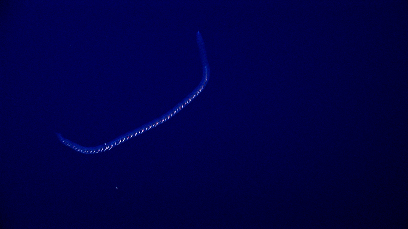 A long siphonophore