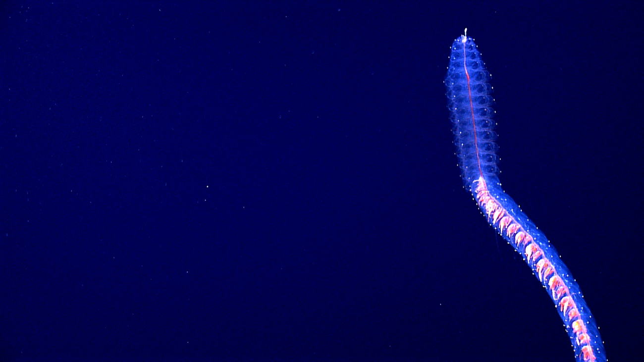 This long creature is a siphonophore and related to bell-shaped medusa