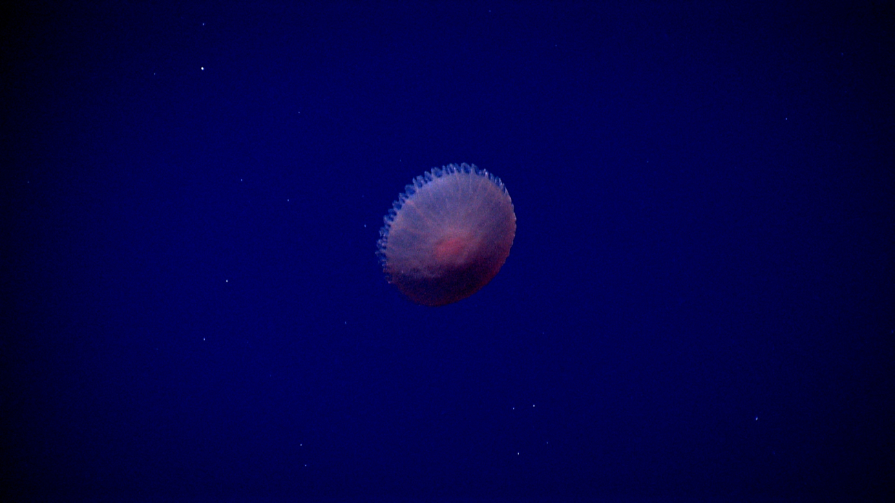A red jellyfish
