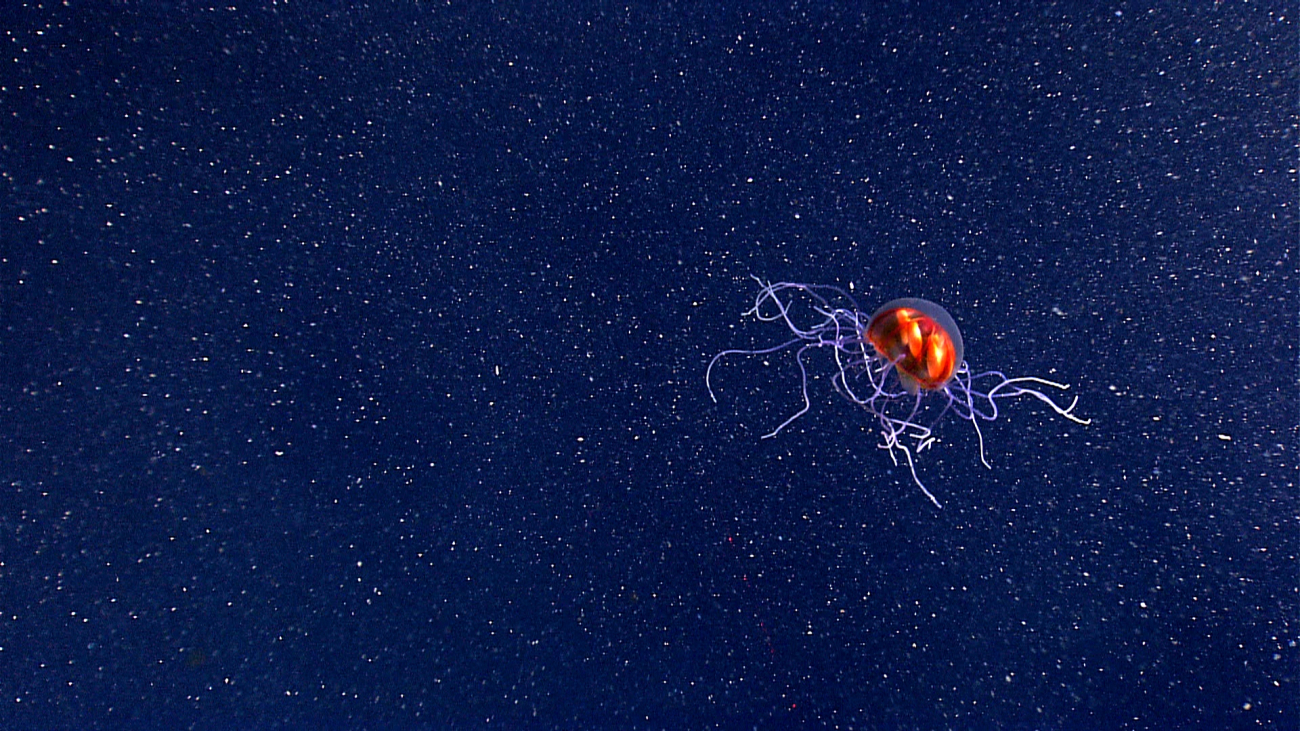 A hydromedusa, seen just above the seafloor along the west wall of MonaCanyon