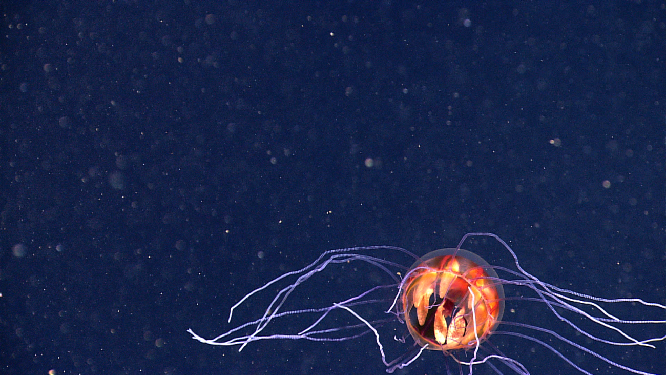 A hydromedusa, seen just above the seafloor along the west wall of MonaCanyon