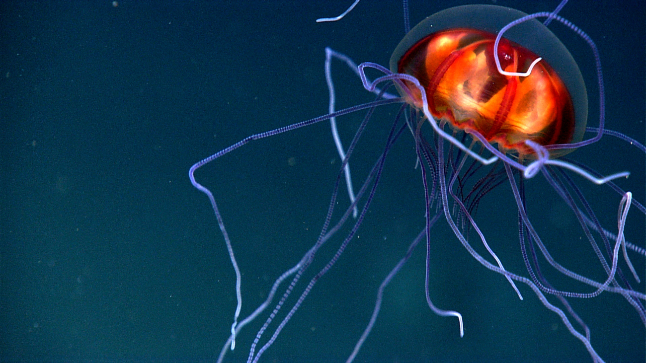 A hydromedusa, seen at just over 3900 m and just above the seafloor along thewest wall of Mona Canyon