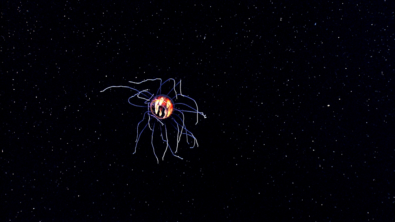 A hydromedusa, seen at just over 3900 m and just above the seafloor along thewest wall of Mona Canyon