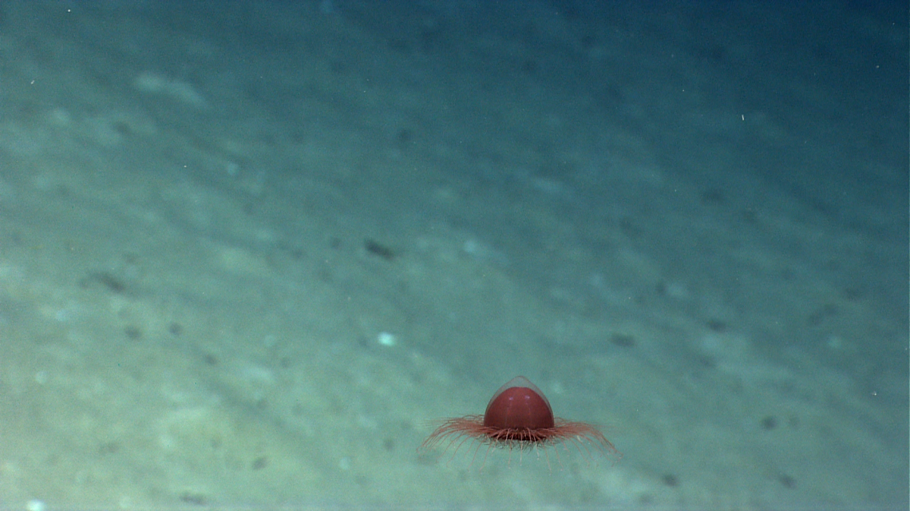 A small red jellyfish
