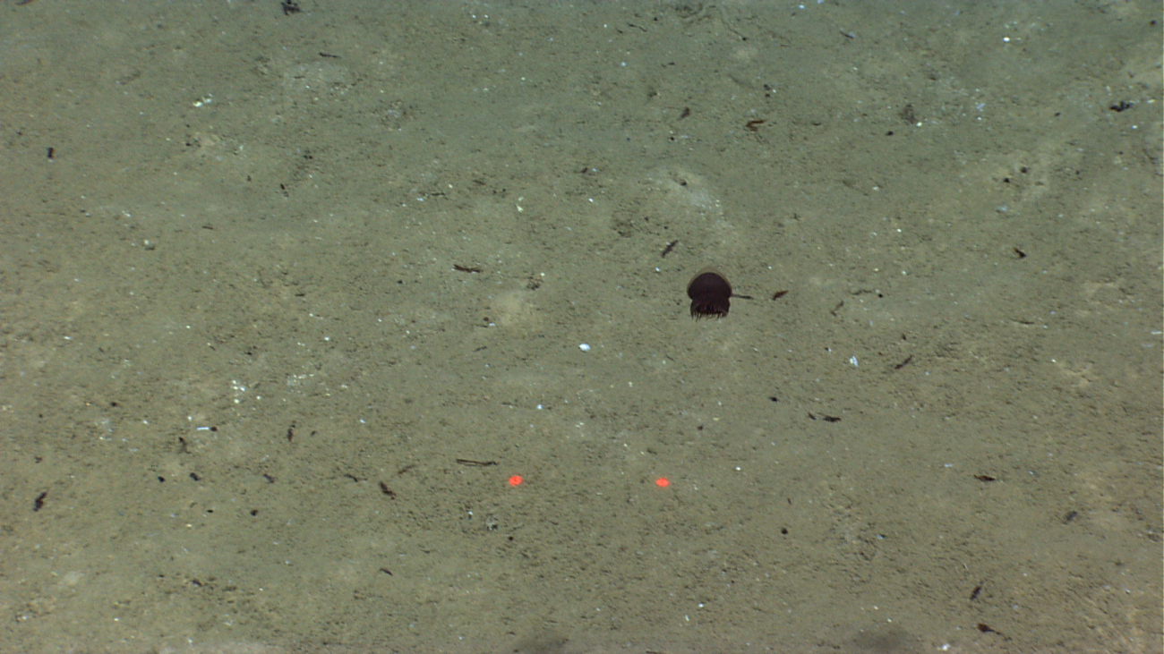 A teensy brownish-black jellyfish