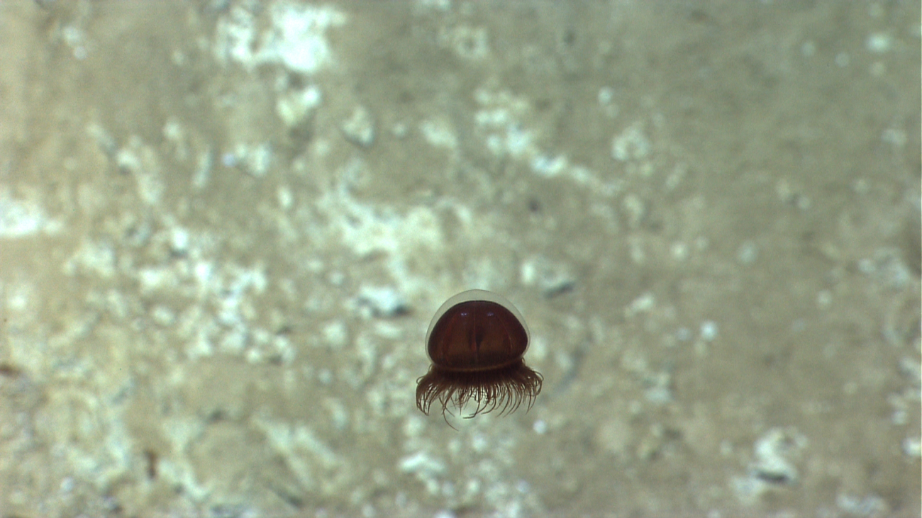 A brownish-black jellyfish