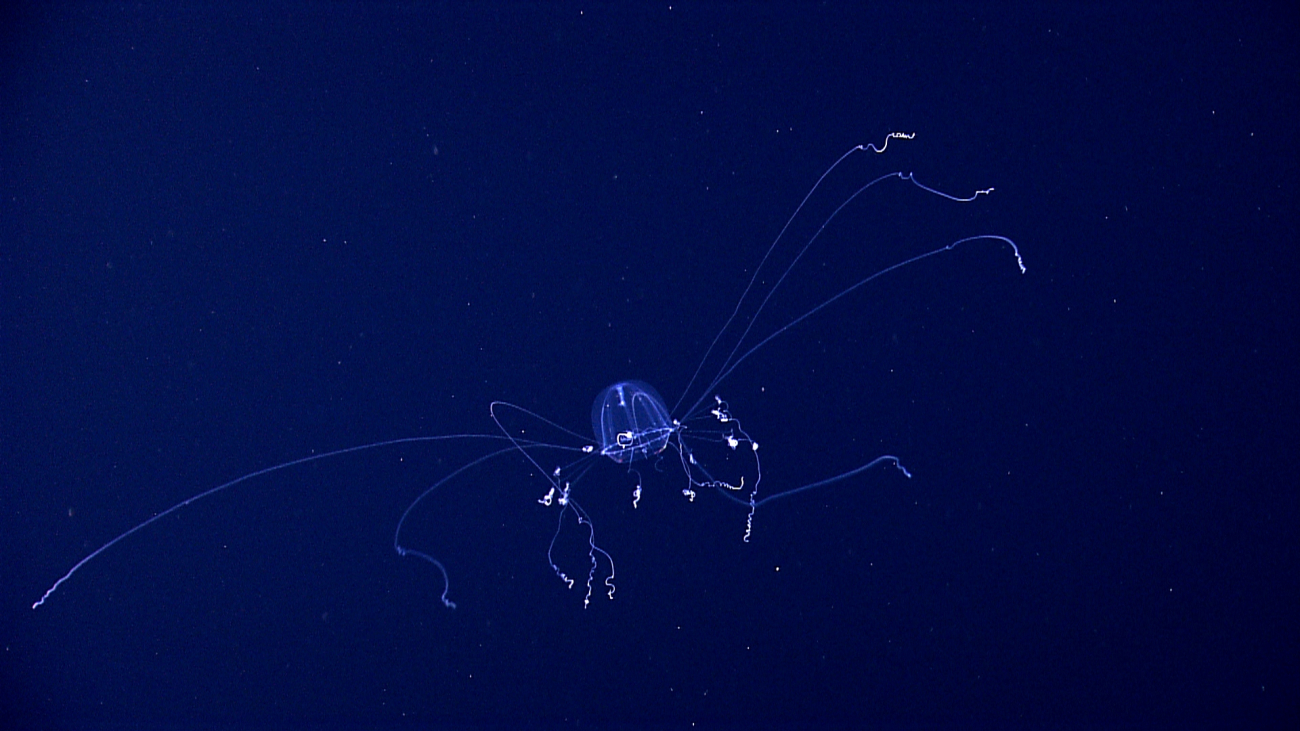 A translucent jellyfish with tentacles extended looking somewhat like an aliencreature