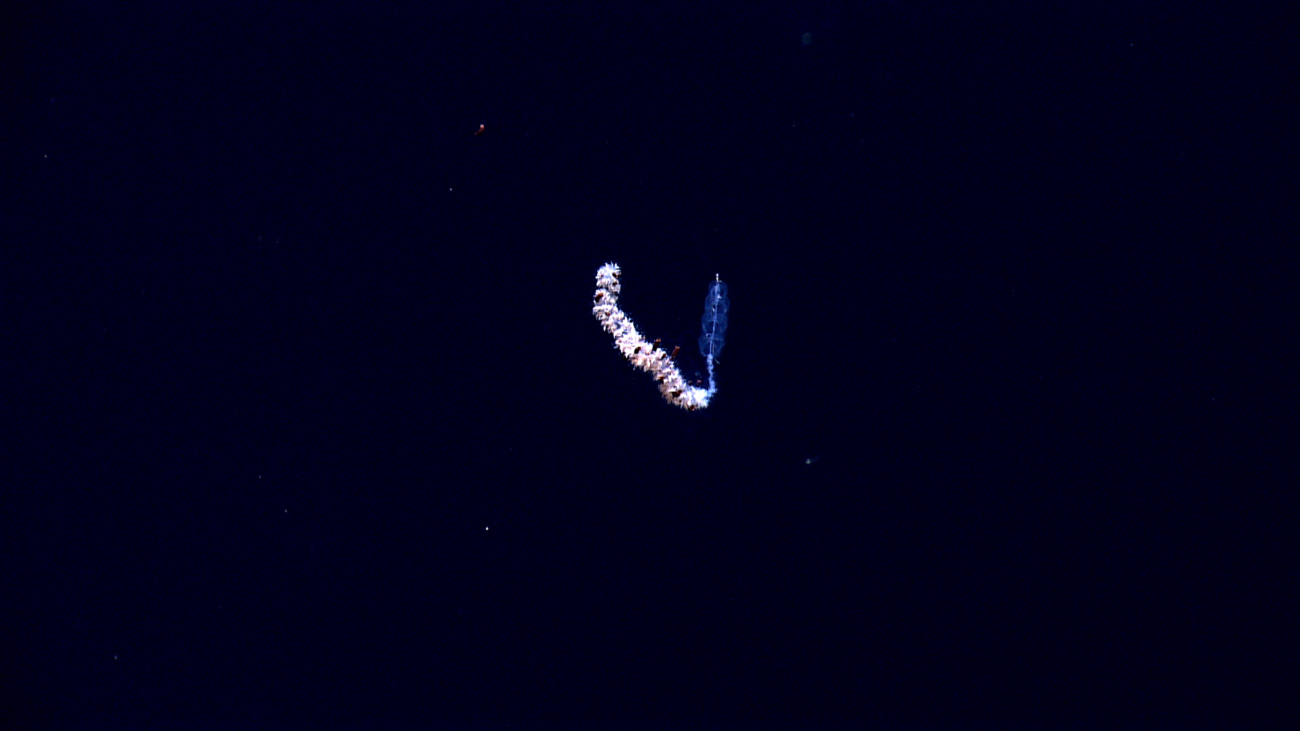 A siphonophore