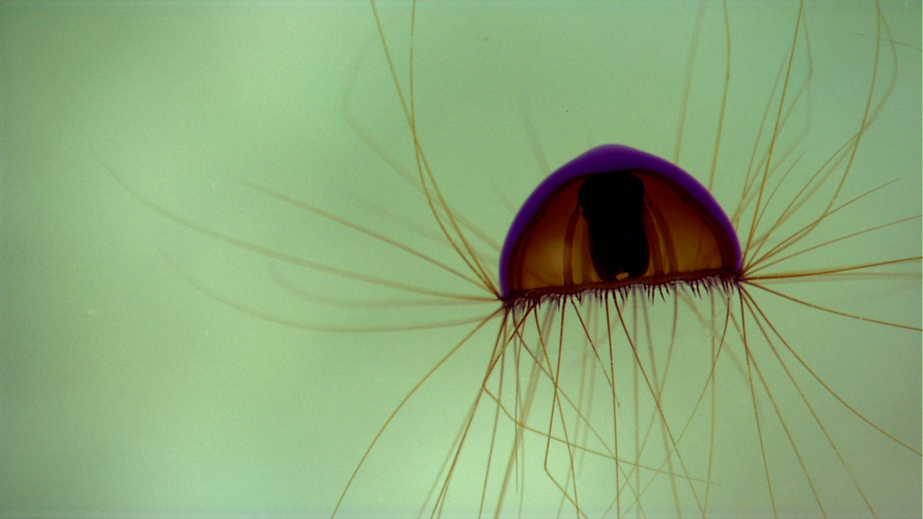 A reddish-brown jellyfish with a purple lining to its bell