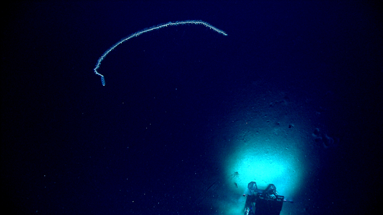A siphonophore with a strange appearing left end