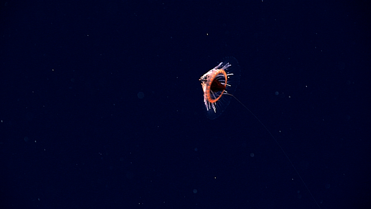 A coronate jellyfish of the genus Atolla seen during an 800-meter transect