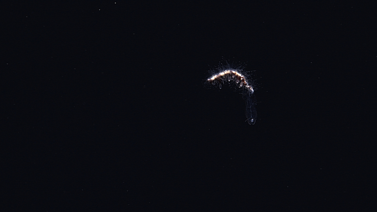 A hairy looking siphonophore
