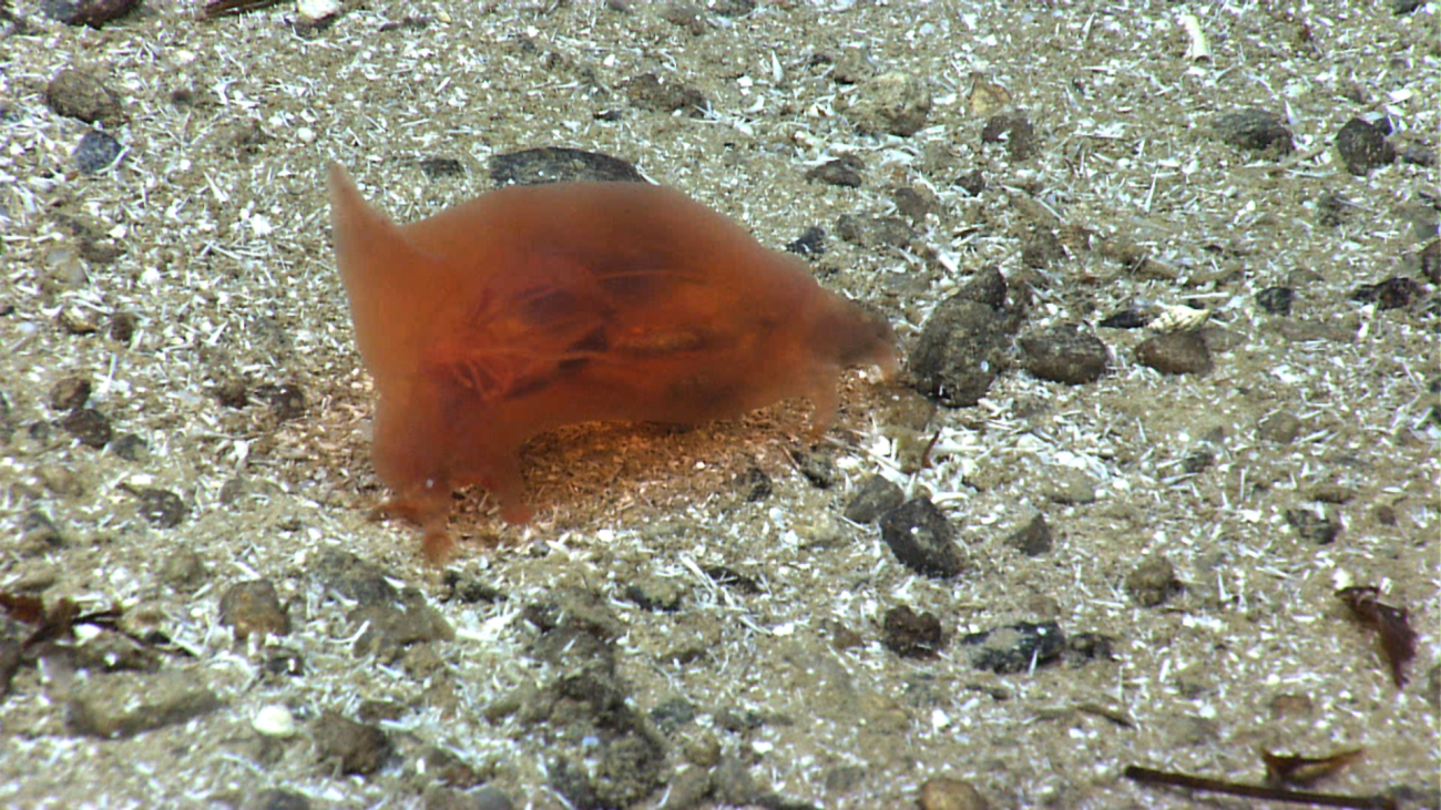 An orange translucent holothurian with sail fin seemingly just above the bottom