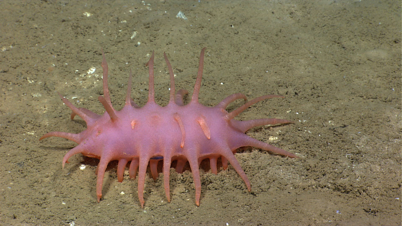 A pink holothurian with appendages on its back - Oneirophanta mutabilis