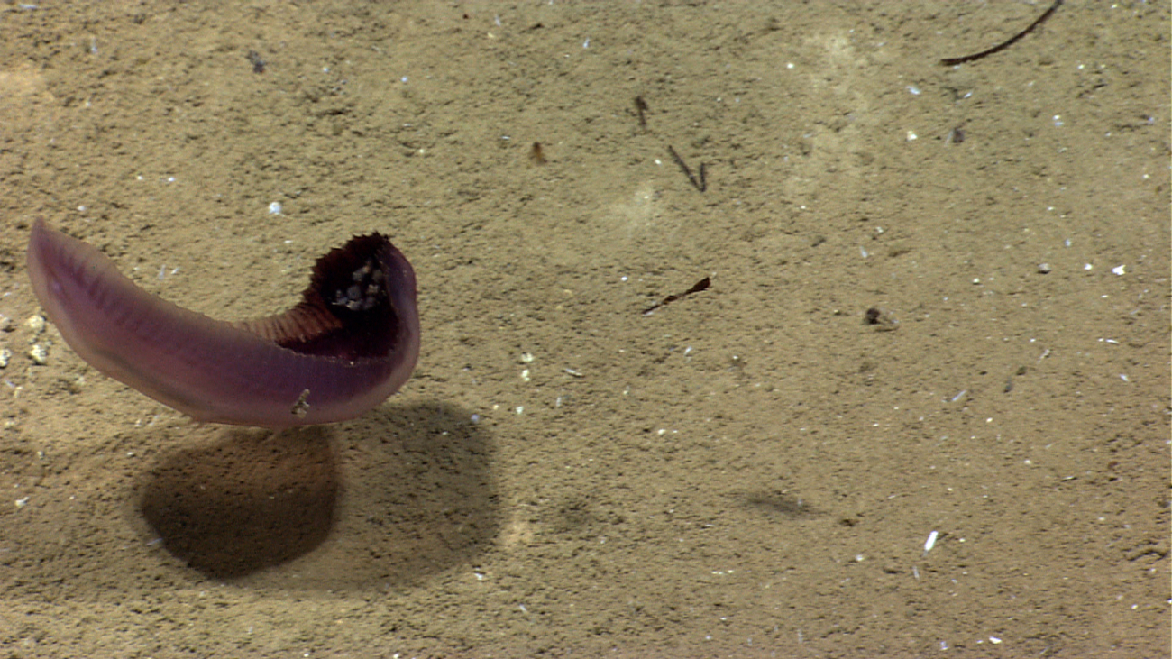 A purple swimming holothurian going inverted - Benthodytes sp