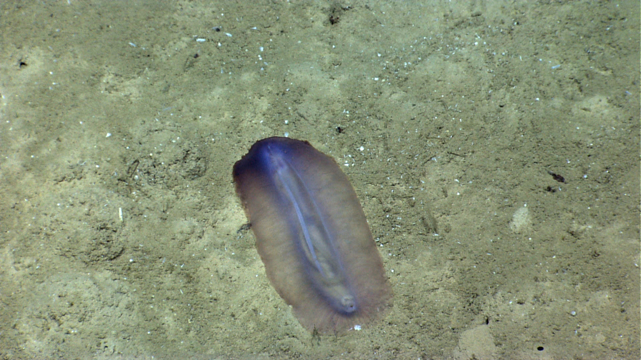 Translucent holothurian with shades of purple on seafloor - Benthodytes sp
