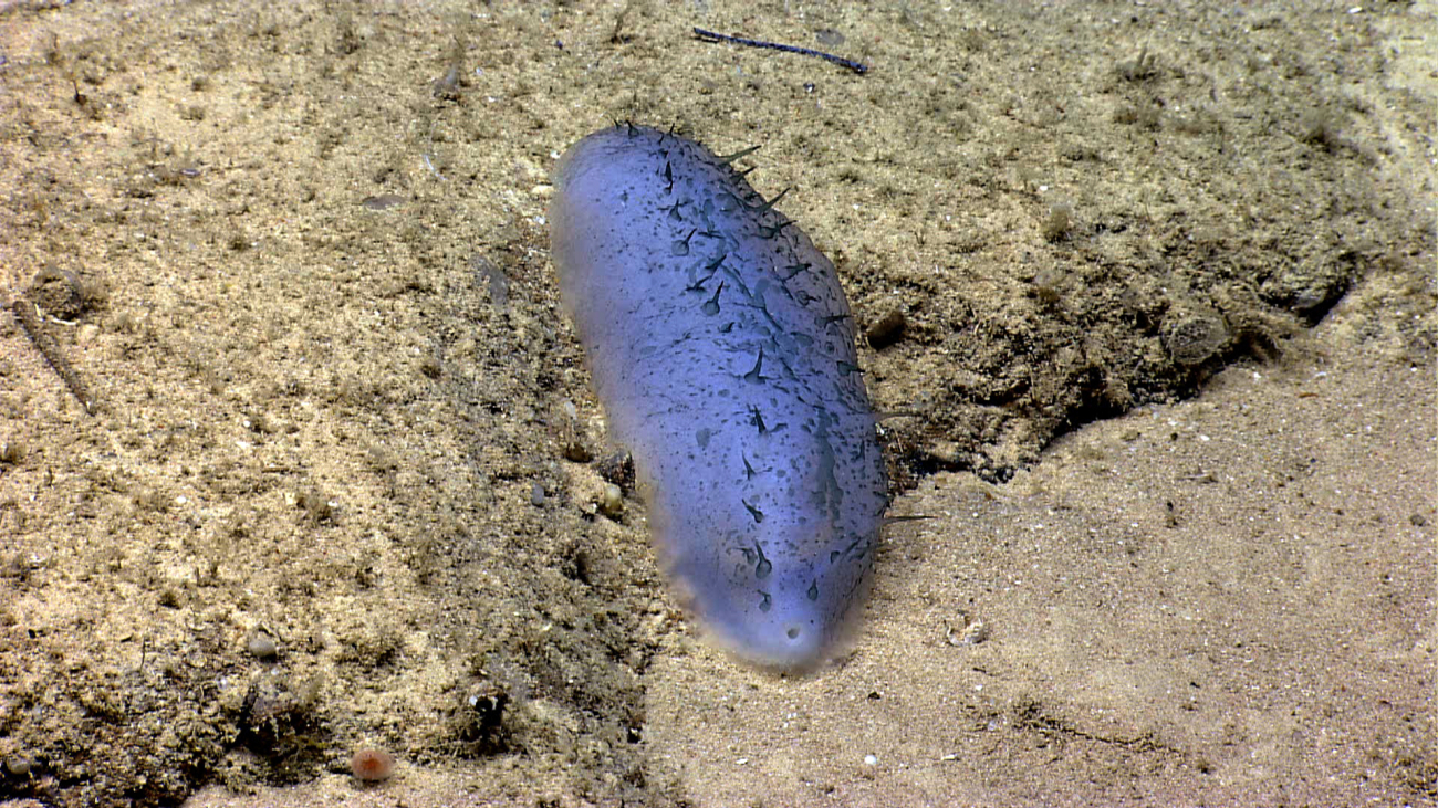 Looking almost like a purple pickle, its easy to see why holothurians are calledsea cucumbers