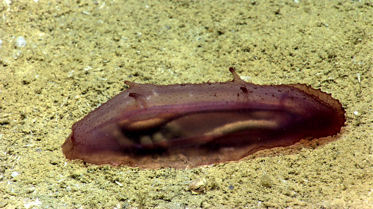 A reddish purple translucent holothurian with two sets of antenna-likeappendages on its back
