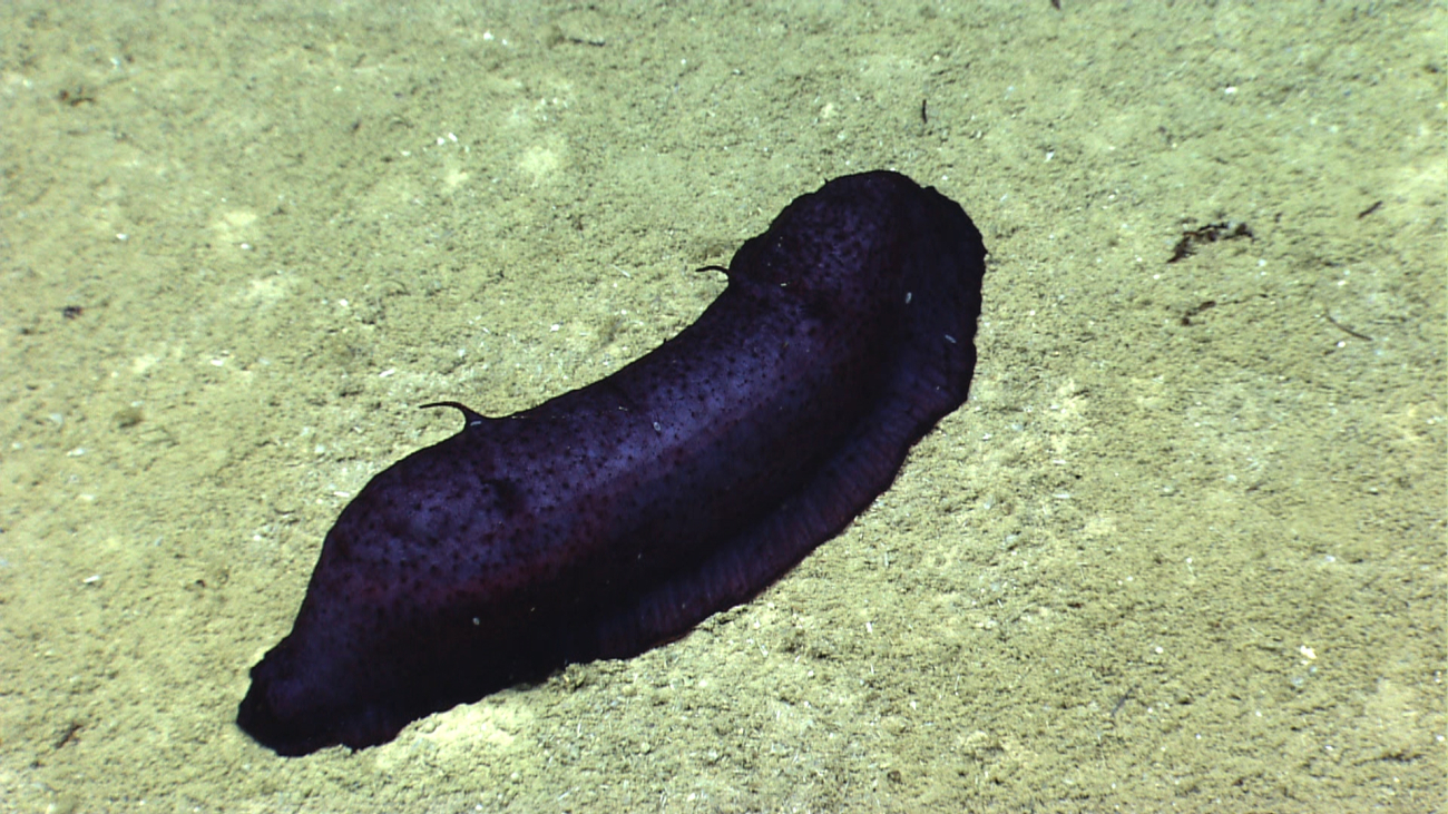 A dark purple holothurian with two sets of antenna-like appendages on its back