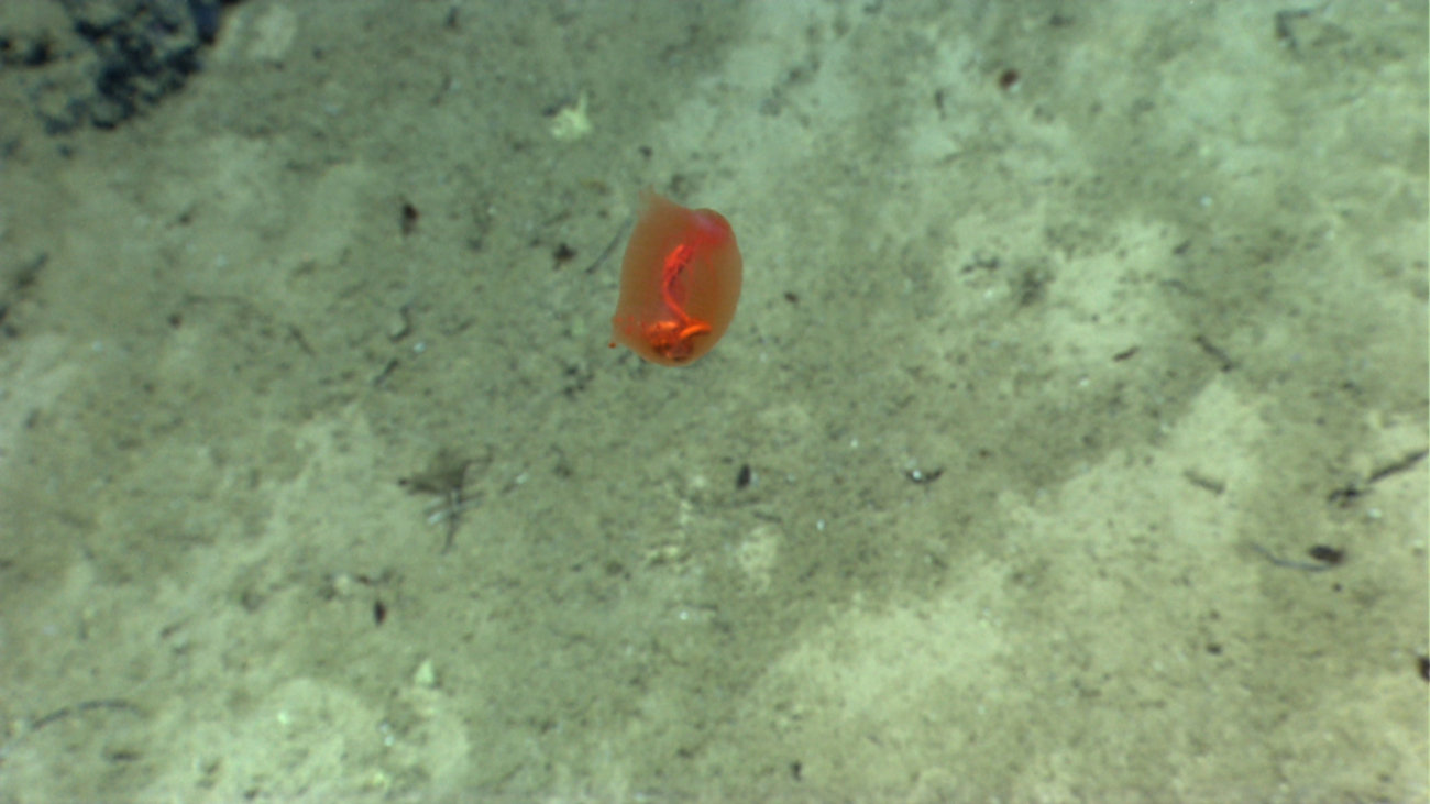 A swimming orange holothurian with gut visible