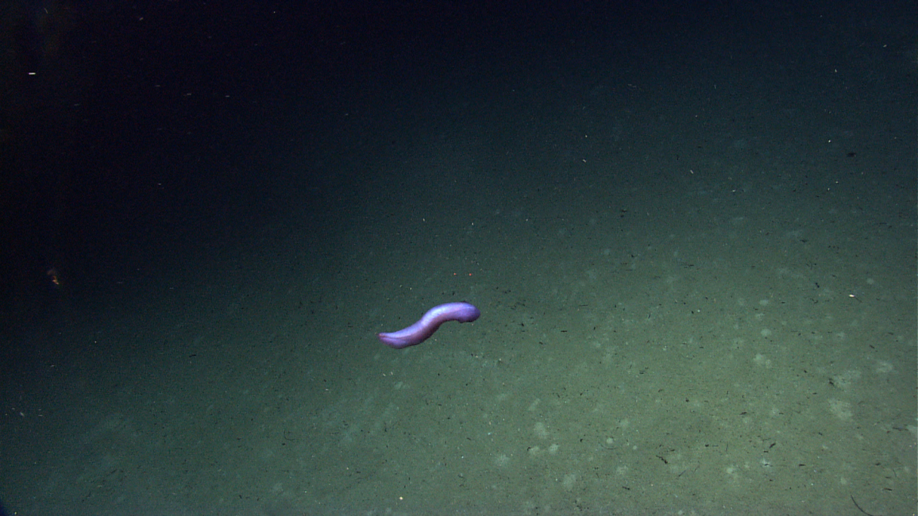 A purple swimming holothurian