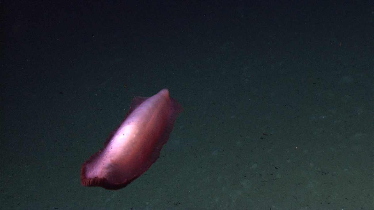 A reddish swimming holothurian